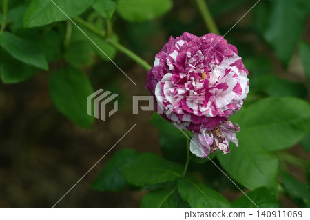 A beautiful rose (old rose) with white and purple striped petals. A beautiful rose (old rose) with white and purple striped petals. 140911069