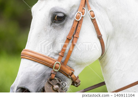 Close up of a white horse with leather bridle during outdoor activity in a green setting Close up of a white horse with leather bridle during outdoor activity in a green setting 140911104
