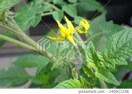 Mini tomato flowers being grown in a home garden Mini tomato flowers being grown in a home garden 140911206