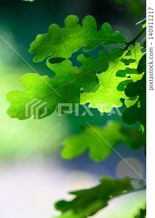 Dark green (European oak) _1073 Dark green (European oak) _1073 140911217