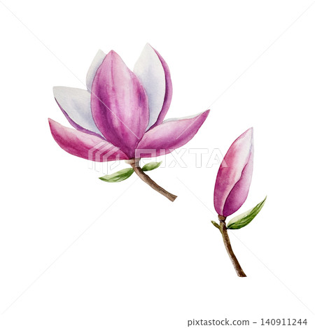 Magnolia pink flowers collection. Watercolor hand drawn spring lush blossom with green buds illustration isolated on background, transparent png. Botanical and wedding clip art. For greeting card 140911244