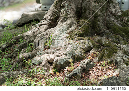 Large tree, tree roots, moss, nature, tree age, tree roots, trunk, green, forest, background material Large tree, tree roots, moss, nature, tree age, tree roots, trunk, green, forest, background material 140911360