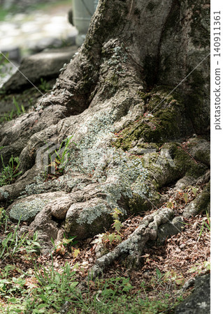 Large tree, tree roots, moss, giant tree, age, bark, nature, forest, green, texture Large tree, tree roots, moss, giant tree, age, bark, nature, forest, green, texture 140911361