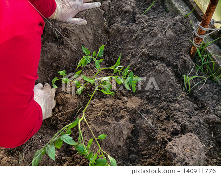 Woman's hands, wearing white gloves, carefully planting a green tomato seedling into rich, dark soil inside a greenhouse, engaged in the process of organic gardening and sustainable agriculture Woman's hands, wearing white gloves, carefully planting a green tomato seedling into rich, dark soil inside a greenhouse, engaged in the process of organic gardening and sustainable agriculture 140911776