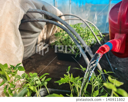 Watering can pouring fresh water onto young green tomato seedlings growing in trays inside a warm greenhouse, signifying care, agriculture, and sustainable gardening practices 140911802