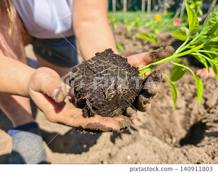 Gardener's hands holding a green plant seedling with visible root system and soil, preparing it for planting in the garden on a sunny spring day, representing new growth. Gardener's hands holding a green plant seedling with visible root system and soil, preparing it for planting in the garden on a sunny spring day, representing new growth. 140911803