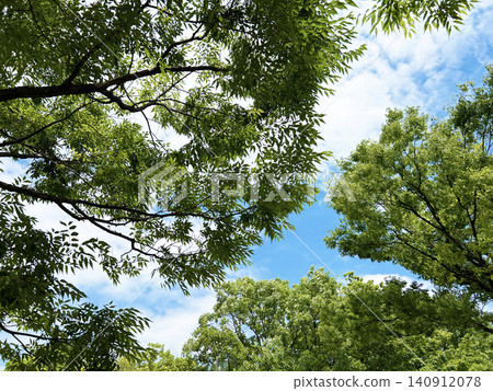 Fresh greenery shining against the blue sky Fresh greenery shining against the blue sky 140912078