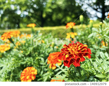 colorful marigold colorful marigold 140912079