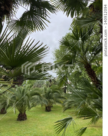 Lush Tropical Palm Garden with Green Foliage Under Cloudy Sky Lush Tropical Palm Garden with Green Foliage Under Cloudy Sky 140912094