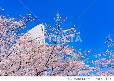 [Kanagawa Prefecture] Yokohama Minato Mirai: Cherry blossoms in full bloom and the InterContinental Hotel 140912173