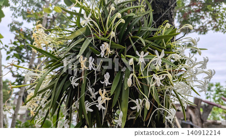 Wind Orchid Wind Orchid 140912214