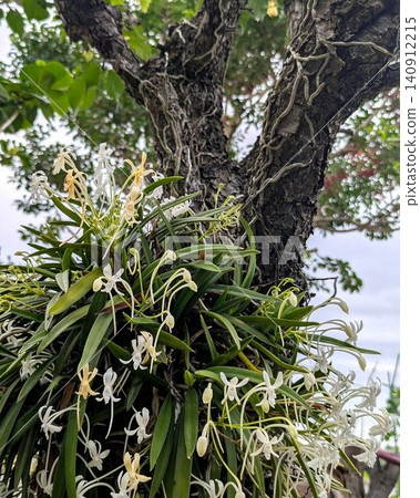 Wind Orchid Wind Orchid 140912215