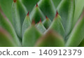 A macro photograph capturing the tip of an Echeveria leaf. 140912379