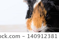 A close-up of a short-tailed guinea pig glaring at the camera. 140912381