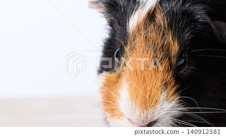 A close-up of a short-tailed guinea pig glaring at the camera. A close-up of a short-tailed guinea pig glaring at the camera. 140912381