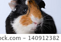 Close-up photo of a calico guinea pig 140912382