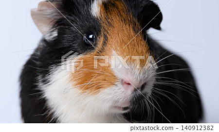 Close-up photo of a calico guinea pig Close-up photo of a calico guinea pig 140912382
