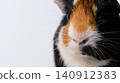 Adorable portrait of a short-haired guinea pig 140912383