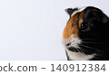 A short-haired guinea pig looking to the side 140912384