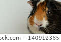 A close-up of an adorable calico guinea pig 140912385