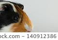 Profile portrait of a short-haired guinea pig 140912386
