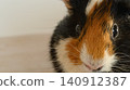 A short-haired guinea pig with adorable upward-gazing eyes. 140912387
