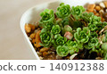 Close-up of sedum growing in a white pot 140912388
