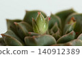 Macro photograph of new Echeveria shoots 140912389