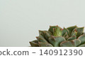 New shoots of Echeveria that have begun to grow 140912390