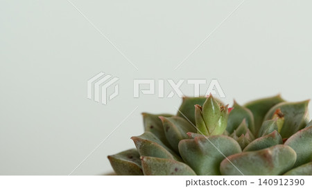 開始生長的石蓮花新芽 開始生長的石蓮花新芽 140912390