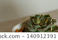 Echeveria succulents that can be grown indoors 140912391