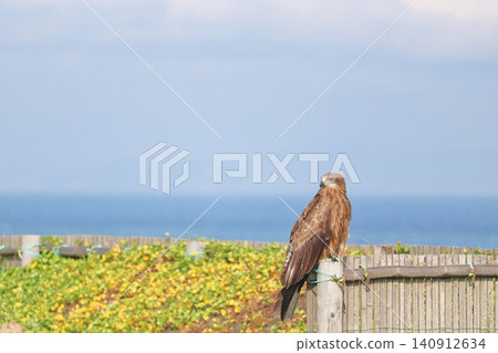 A kite turns around on top of a sand fence with the horizon as its backdrop. A kite turns around on top of a sand fence with the horizon as its backdrop. 140912634
