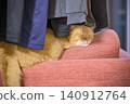 An adorable sleeping face of a short-legged Munchkin cat relaxing under the laundry. 140912764