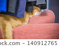 An adorable sleeping face of a short-legged Munchkin cat relaxing under the laundry. 140912765