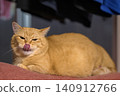 A cute expression of a short-legged Munchkin cat sticking its tongue out under the laundry. 140912766