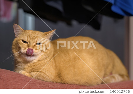 A cute expression of a short-legged Munchkin cat sticking its tongue out under the laundry. A cute expression of a short-legged Munchkin cat sticking its tongue out under the laundry. 140912766