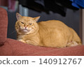 The adorable expression of a short-legged Munchkin cat relaxing sleepily on the sofa. 140912767