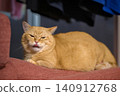 The adorable expression of a short-legged Munchkin cat who forgot to put its tongue back in while sitting on the sofa. 140912768