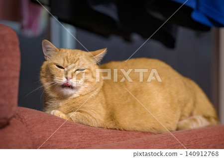 The adorable expression of a short-legged Munchkin cat who forgot to put its tongue back in while sitting on the sofa. The adorable expression of a short-legged Munchkin cat who forgot to put its tongue back in while sitting on the sofa. 140912768