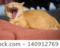 The adorable expression of a short-legged Munchkin cat yawning widely on the sofa. 140912769