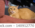 The adorable tabby cat's gaze at the camera creates a heartwarming expression. 140912770