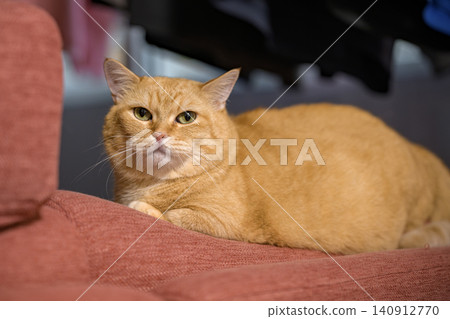 The adorable tabby cat's gaze at the camera creates a heartwarming expression. The adorable tabby cat's gaze at the camera creates a heartwarming expression. 140912770