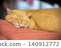 A cute sleeping face of a short-legged Munchkin cat sleeping comfortably on the sofa. 140912772