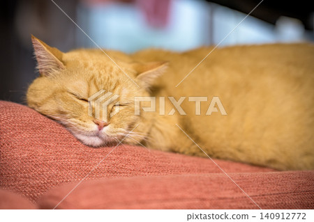 A cute sleeping face of a short-legged Munchkin cat sleeping comfortably on the sofa. 140912772