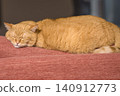 A cute sleeping face of a short-legged Munchkin cat sleeping comfortably on the sofa. 140912773