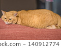 A relaxing moment watching a tabby cat doze off. 140912774