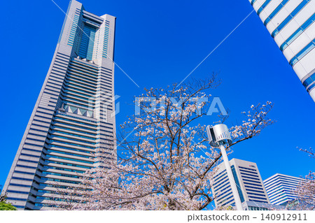 [Kanagawa Prefecture] Yokohama Minato Mirai: The scenery of Sakura Street with cherry blossoms in bloom. 140912911