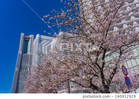 [Kanagawa Prefecture] Yokohama Minato Mirai: The scenery of Sakura Street with cherry blossoms in bloom. 140912929