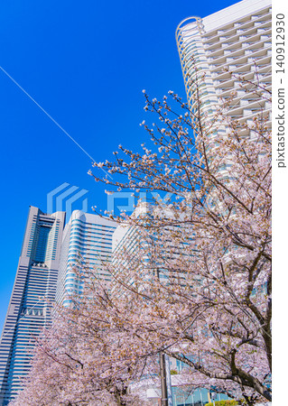 [Kanagawa Prefecture] Yokohama Minato Mirai: The scenery of Sakura Street with cherry blossoms in bloom. 140912930