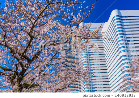 [Kanagawa Prefecture] Yokohama Minato Mirai: The scenery of Sakura Street with cherry blossoms in bloom. 140912932